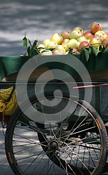 Apples in China photo