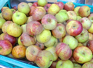 Apples closeup on basket