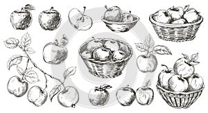 Apples collection. Sketch apple tree branch, fruits in baskets and bowl. Fresh vitamin food. Seasonal harvest