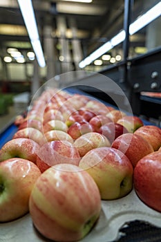 Apples in Consumer Units Moving on Conveyor Belt in Packing Warehouse