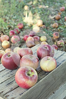 Apples on crate