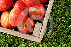 Apples in a crate on grass