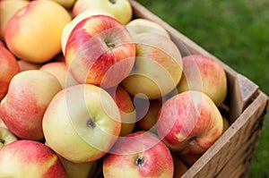 Apples in a crate