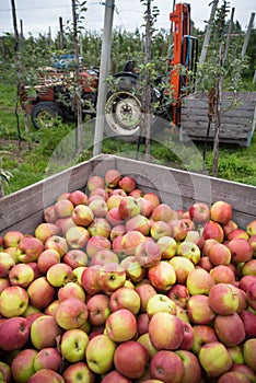 Apples in crates