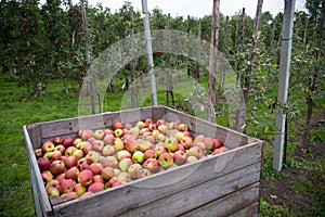 Apples in crates