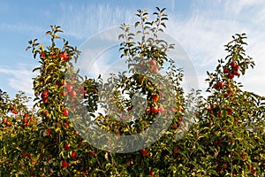 Apples on cultivated apple trees