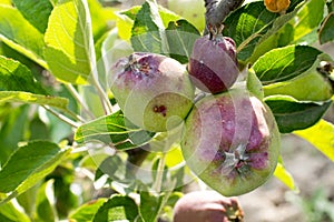 Apples damaged by hail stones photo