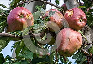 Apples damaged by hail storm