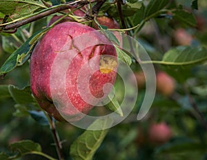 Apples damaged by hail storm