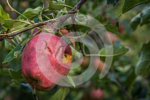 Apples damaged by hail storm