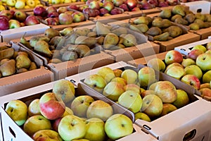 Apples at Detering Farm in Eugene Oregon photo