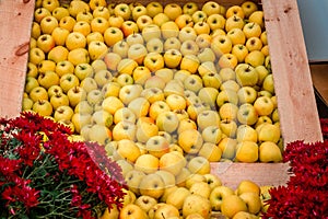 Apples on display in the seasonal greenhouse at the Frederik Meijer Gardens