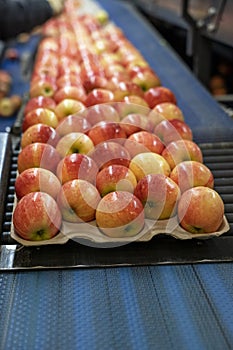 Apples in Environmentally Friendly Packaging on Conveyor Belt in Fruit Packing Warehouse