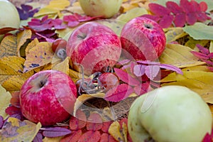 Apples in the fall