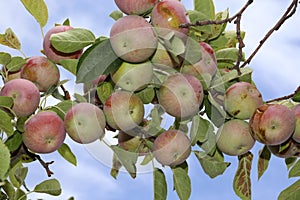 Apples in the fall season- apples are picked in September  and October