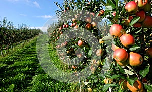 Apples on a farm