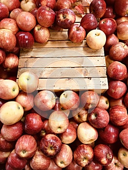 Apples at a farmers` market, a physical retail marketplace intended to sell foods directly by farmers to consumers.