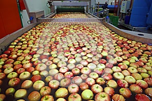 Apples floating in a fruit packing warehouse