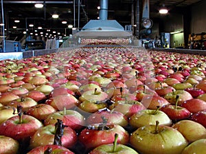 Apples floating in water in Packing Warehouse being washed photo