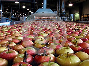 Apples floating in water in Packing Warehouse being washed