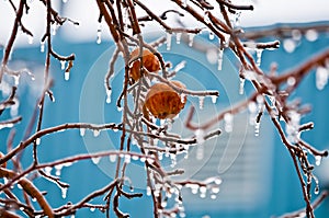 Apples in freezing rain - 02