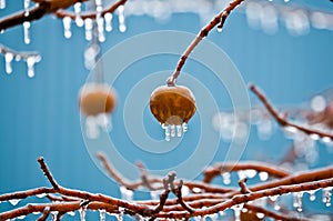 Apples in freezing rain