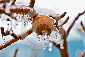 Apples in freezing rain