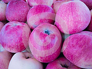 Apples fruit, red malus domestica, seb, apel, apfel, Manzana, La Pomme, tafaha, yabloko, ringo no mi, la mela closeup view image photo