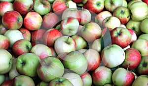 Closeup photo with many green organic apples collected in Steinsel, Luxembourg photo