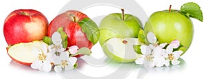 Apples fruits red green apple fruit collection with leaves and blossoms in a row isolated on a white background