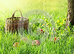 Apples and garden basket in green grass