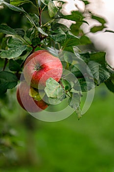 Apples on the garden trees