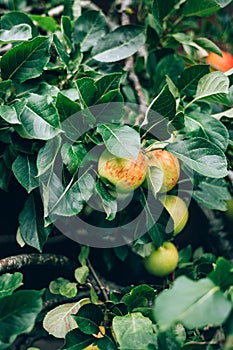 Apples on the garden trees