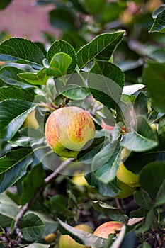 Apples on the garden trees