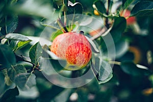 Apples on the garden trees