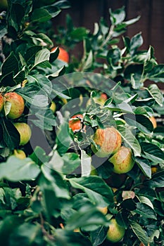 Apples on the garden trees