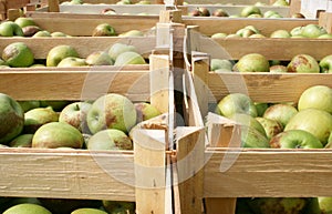 Apples from garden in wooden crates