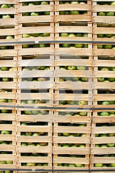 Apples from garden in wooden crates