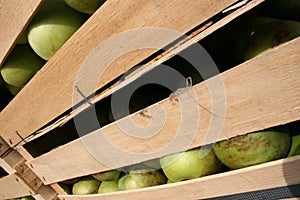Apples from garden in wooden crates