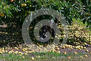 Apples going to waste in an orchard