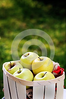 Apples Golden in a wooden fruit basket