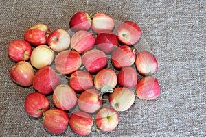 Apples of a grade Ranet on a linen napkin photo
