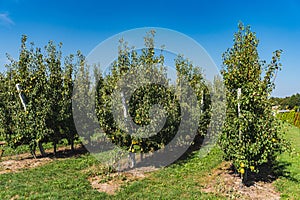 apples gradually turning red growing in an apple orchard
