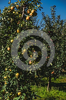 apples gradually turning red growing in an apple orchard