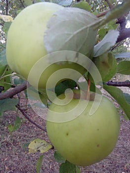Apples green apple tree garden