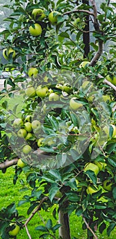 Green apple tree in Ohio