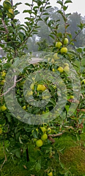 Green apple tree in Ohio