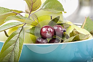 Apples detail in blue ceramic