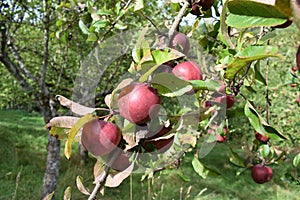 ecologically grown red apples