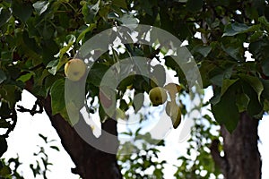Apples growing on apple tree branch